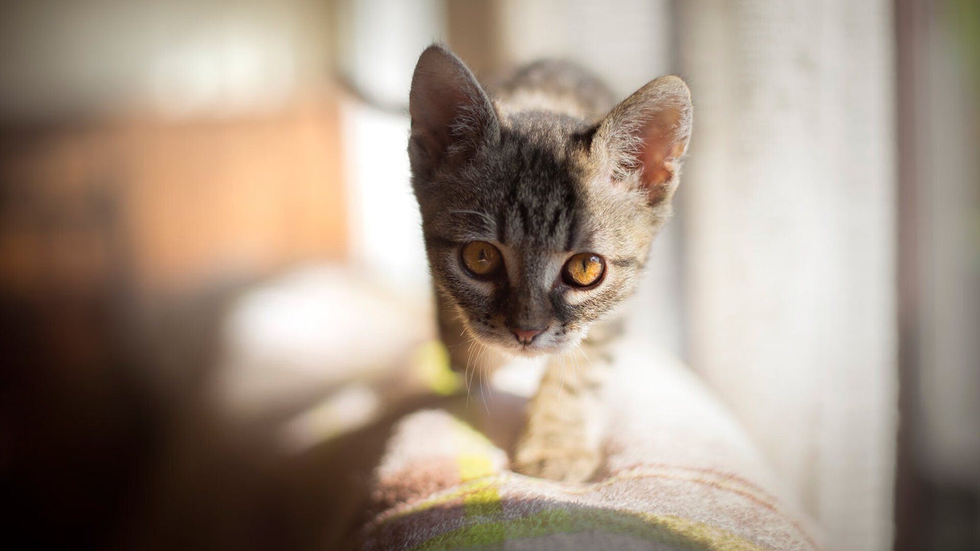 kaiyun体育综合-全国男子篮球邀请赛广东队大胜晋级，广东男子篮球联赛2021重启  第1张